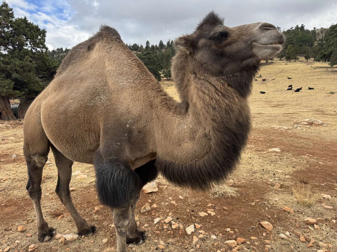 Konya yaylalarında Yörük hayatı! Develerini satmadı, asırlık geleneği yaşattı 3
